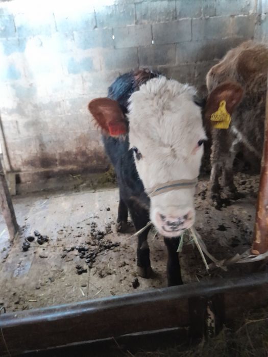 Ұрғашы тайынша 1 жастан асқан