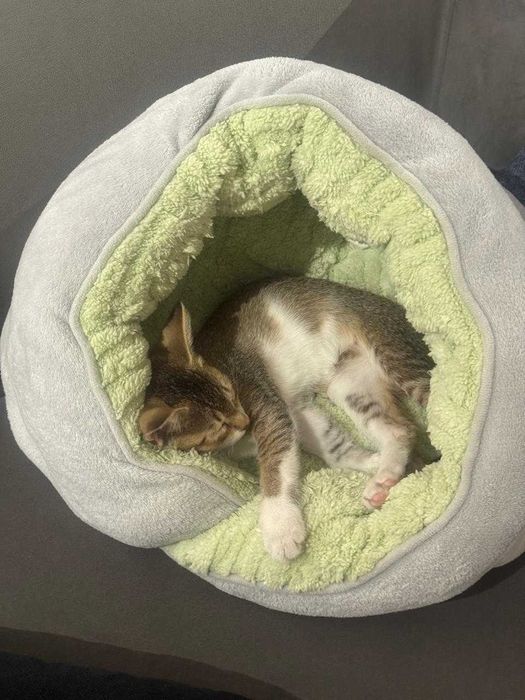 отдам котенка в хорошие руки