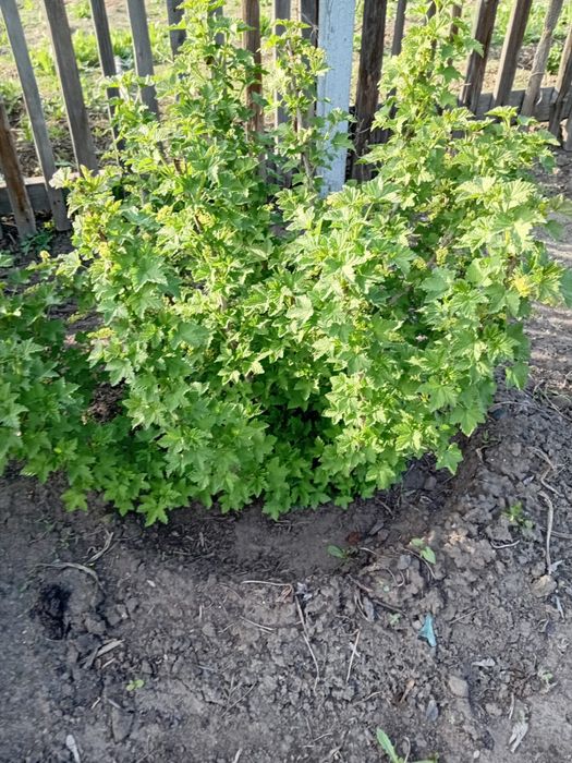 Кусты смородины черной, красной и белой