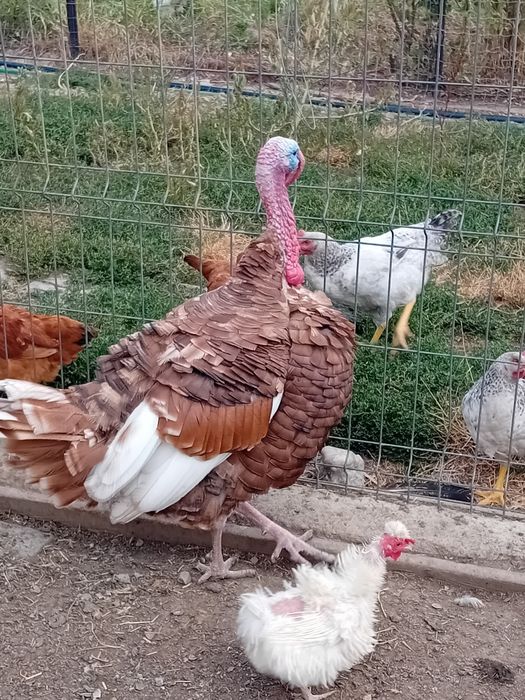 Familie de curcani