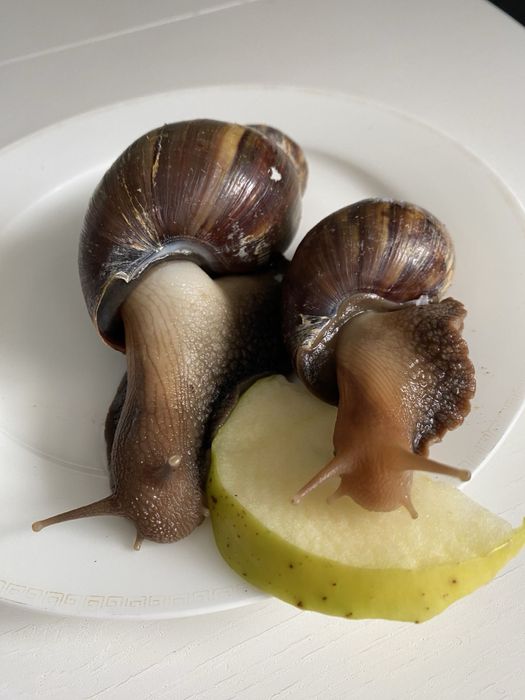 Улитки ахатины продам