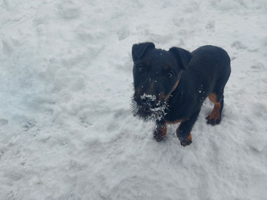 Ягдтерьер щенок Девочка