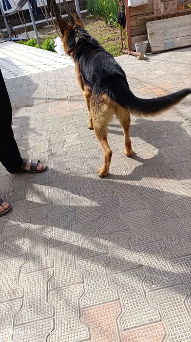 Овчарка немецкий