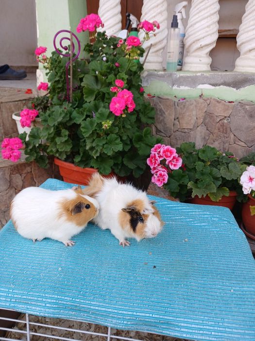 Porcușori de Guineea pui