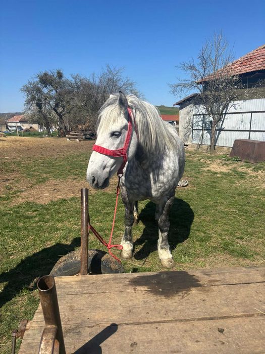 De vânzare  iapă gestantă