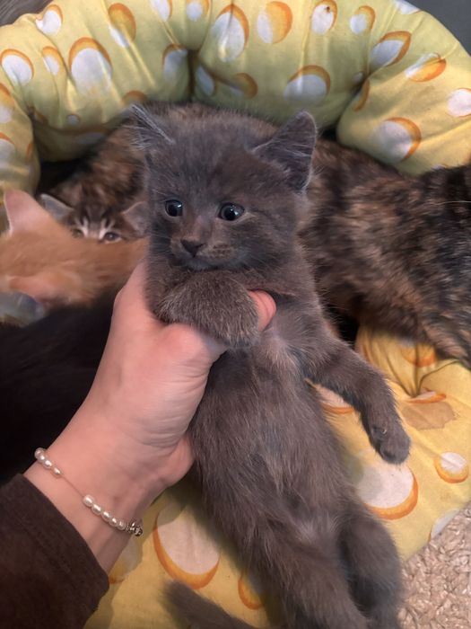 котята ищут себе дом