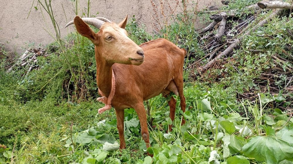 Echki Mursiana ena bola