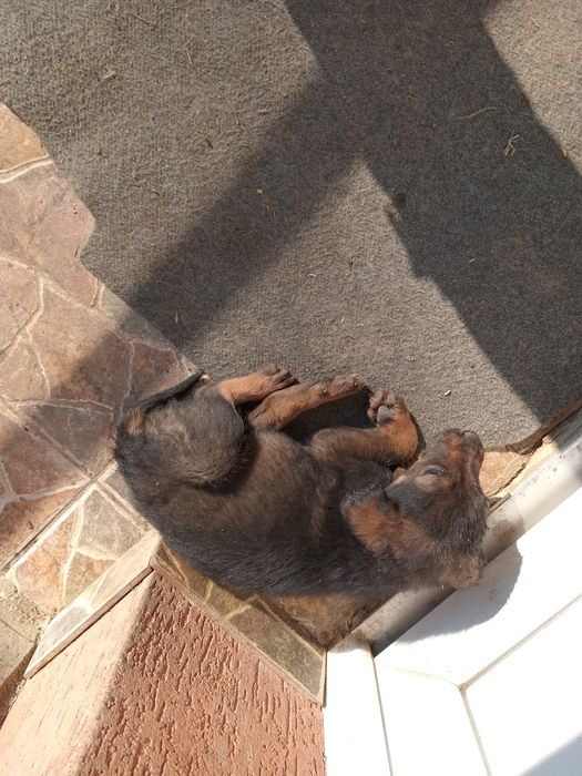 Donatie catei de curte