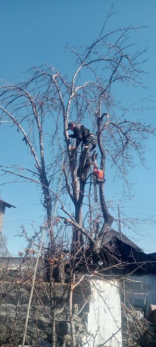 Спилим деревья от 5000тг