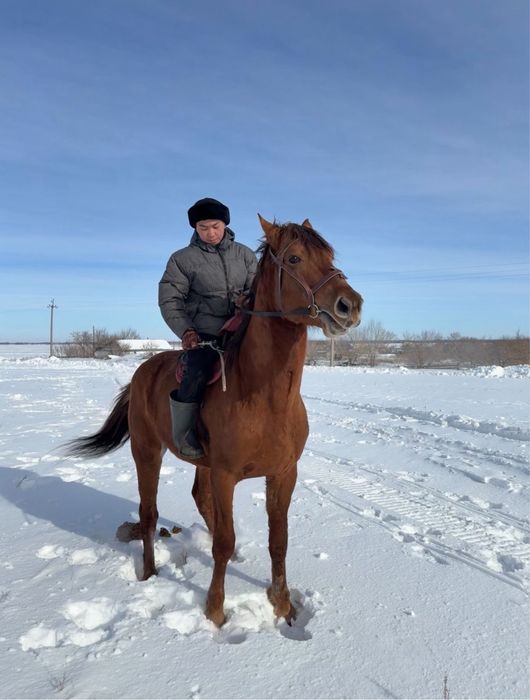 Айғыр сатылады АСТАНА