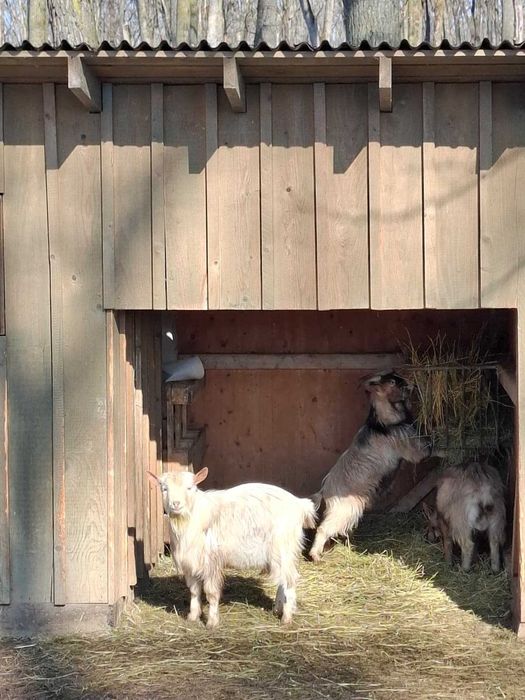 Vând țapi pitici - 200 lei/bucata