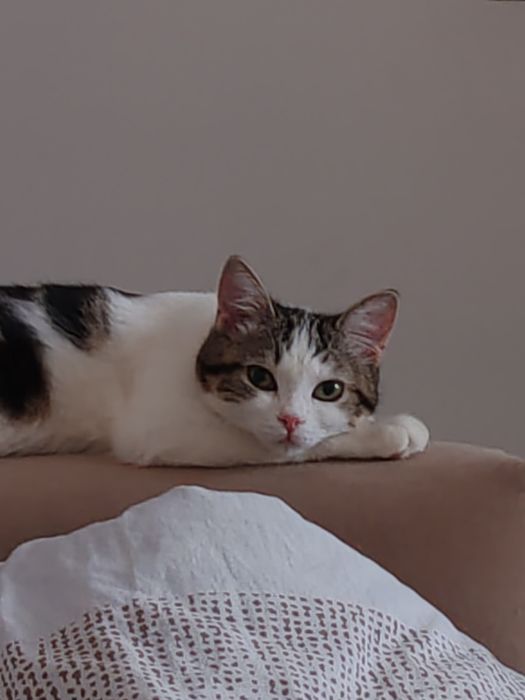 Отдам кошек в хорошие руки