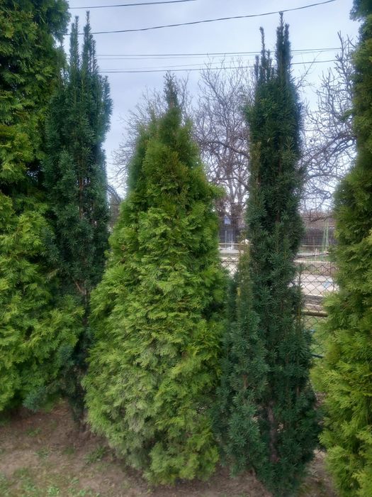 Vând pomi tuia diferite dimensiuni