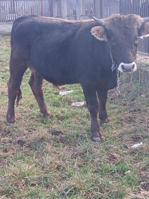 Vând  taur de  un an bun pentru  monta