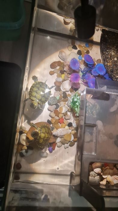 Красноухие черепахи