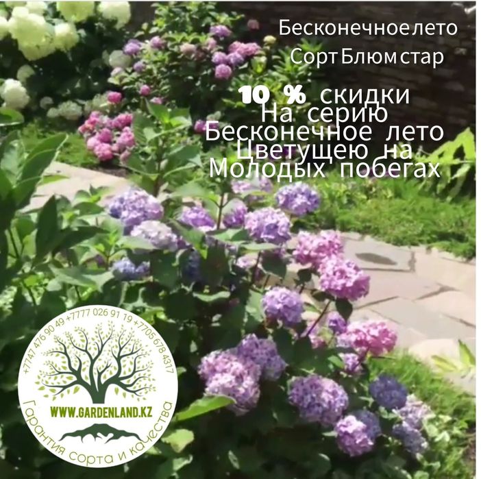 Бесконечное лето Зимостойкая, ремонтантная гортензия крупнолистная  4