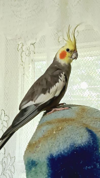 Корелл самец 5лет