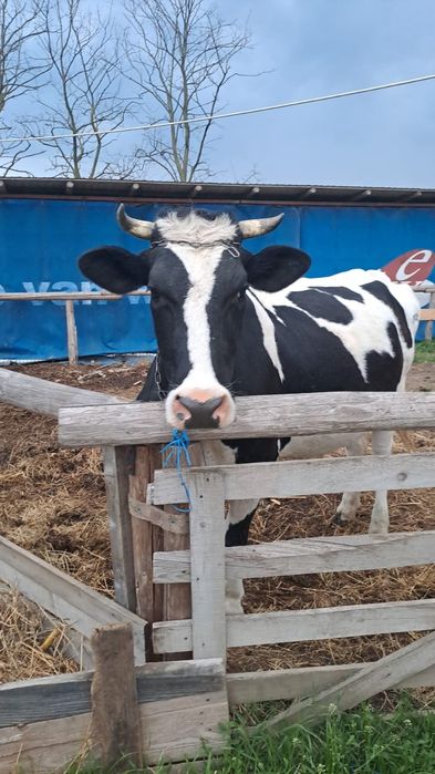 Vând vaca buna de lapte
