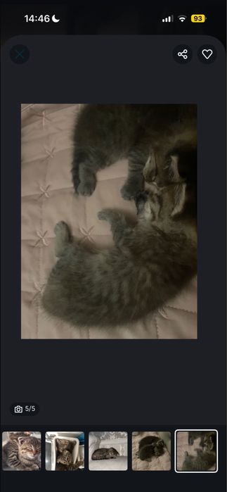 Вислоухи котята!