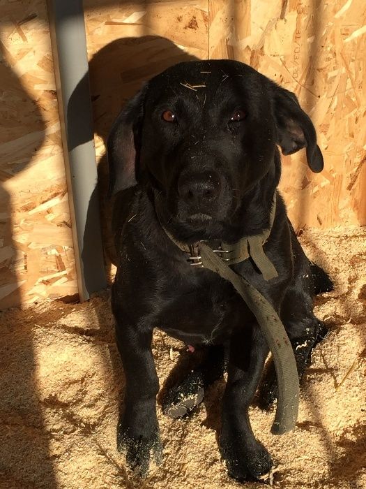 Приют для собак "Хвостатый рай" в Алматы