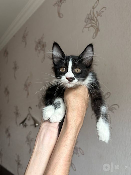 Котята "Баракат"