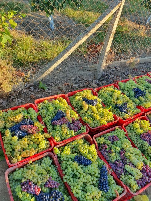 Vând struguri de vin