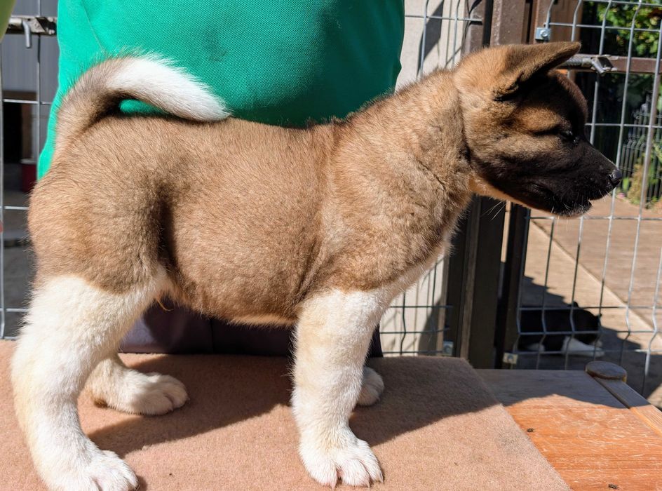 Mascul Akita American - linie de sânge premium