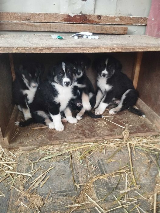 Отдам в доьрые руки