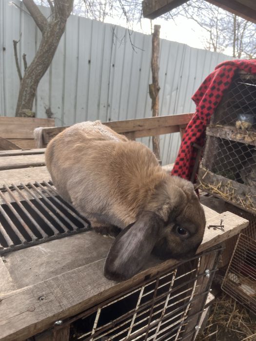 Iepuroi berbec german se poate si schimb