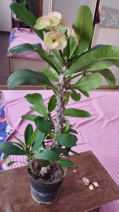 Комнатное растение молочай миля