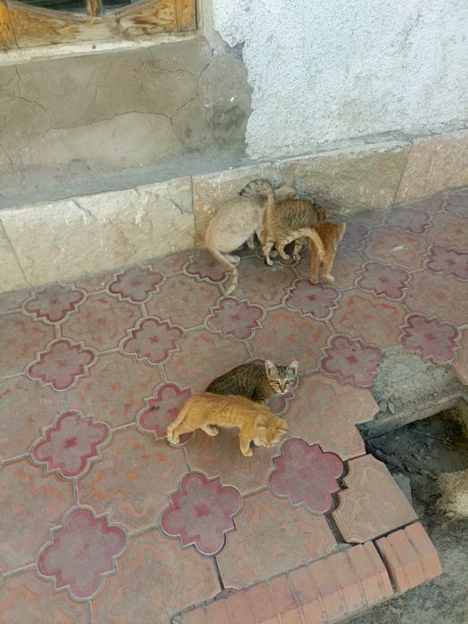 Отдадим котят в хорошие руки бесплатно