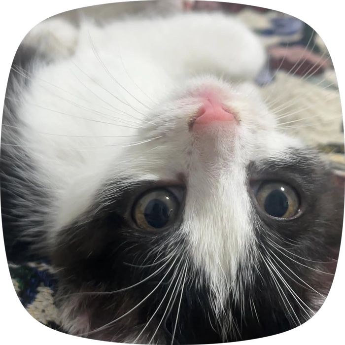 Отдам котят в добрык руки