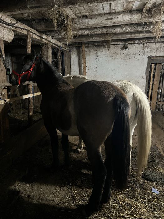 Manza de un an si 2 luni