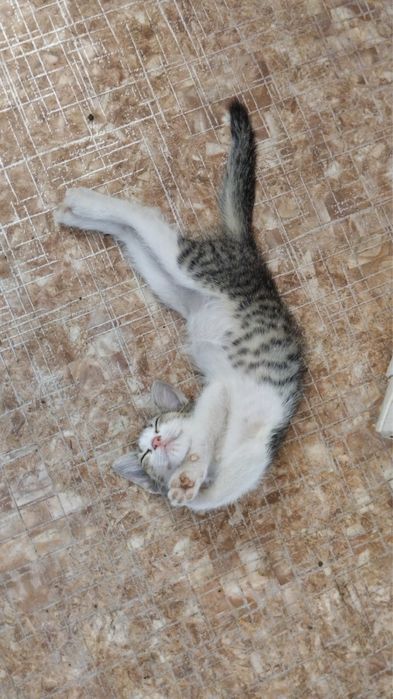 Отдам котят в хорошие руки