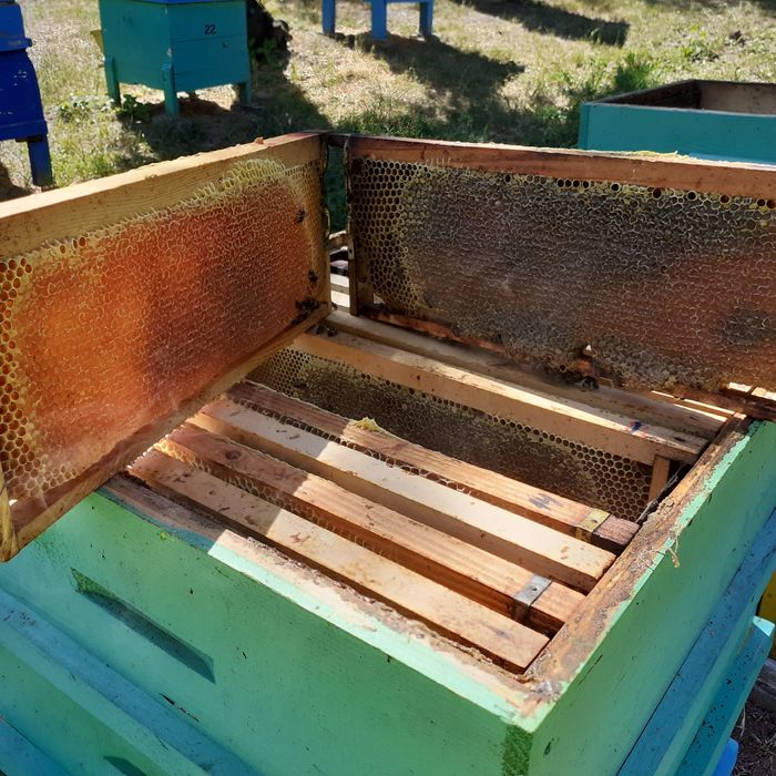 Мед и пчелни продукти реколта 2025г. От производител.На едро  отстъпка