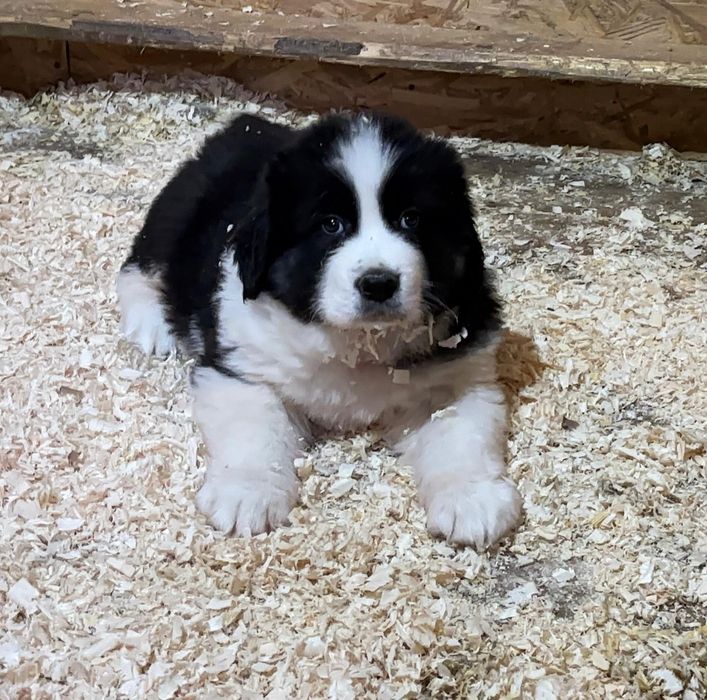 Ciobanesc Românesc de Bucovina