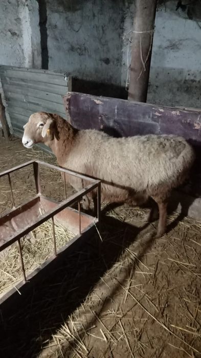 Продам БАРАНА АРАШАН крупный