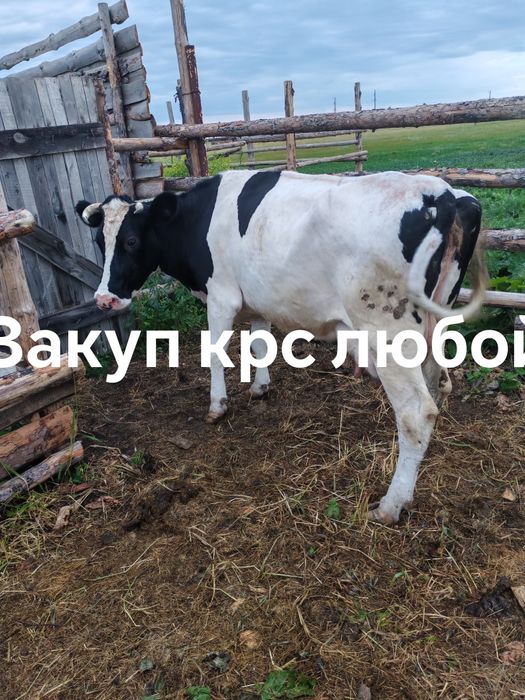 Бычки коровы телки