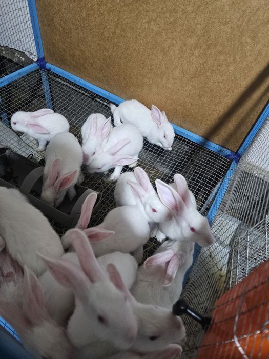 Quyon хикол кролики