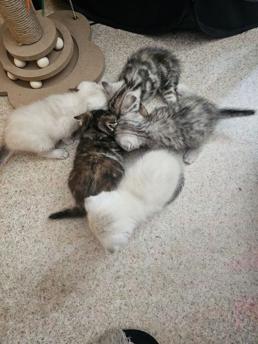 Шотландцы чистокровные