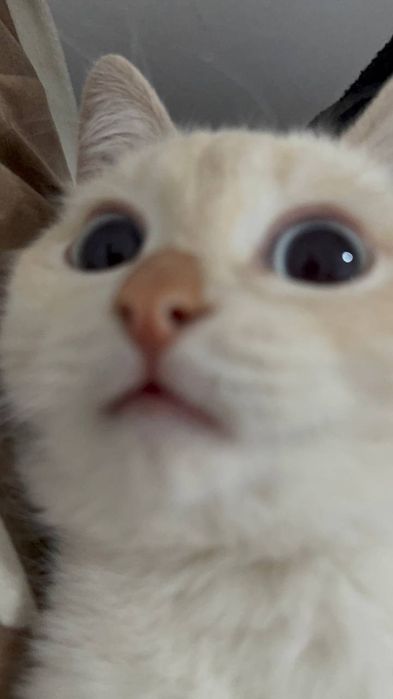 Пушок отдам хорошее руки