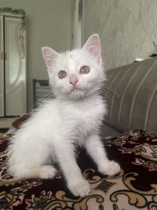 Кошки месни имй митвой