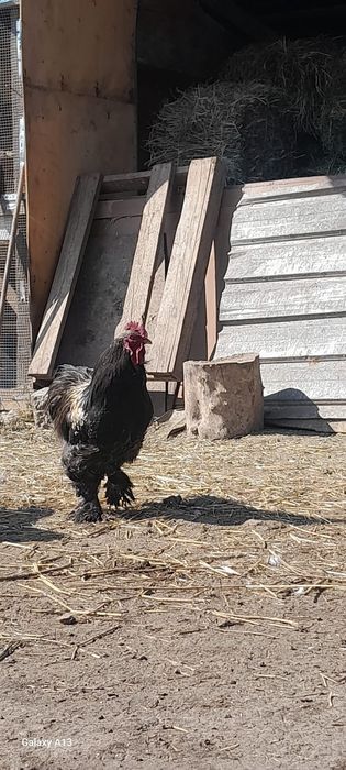 Продам хороших петухов