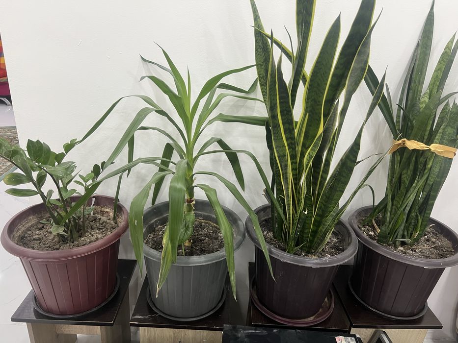 Продам комнатные цветы