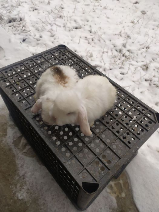 dekarativni  karlik quyonlar 300somdan