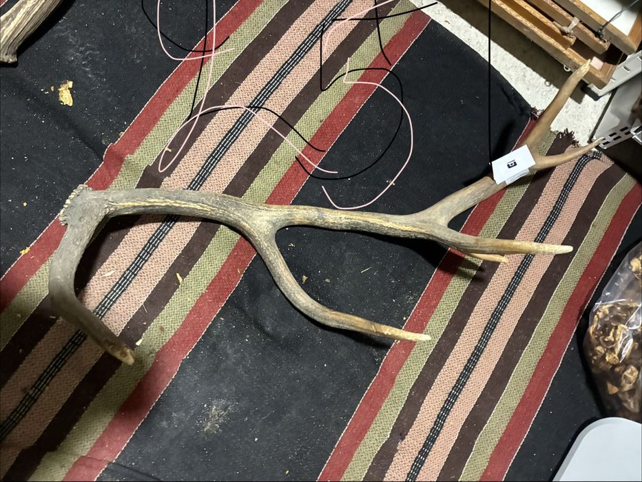 Рога елен сръндак трофей паралия софра маса