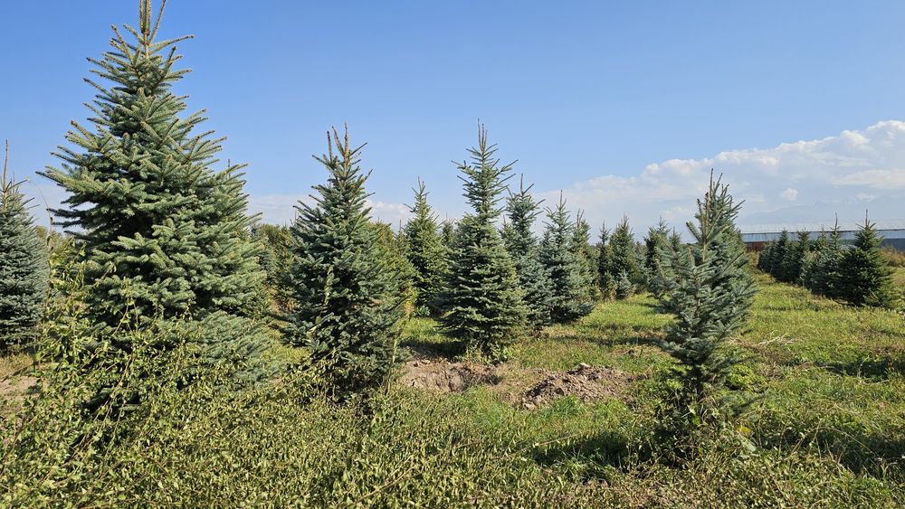 Елка,голубые ели 4 м