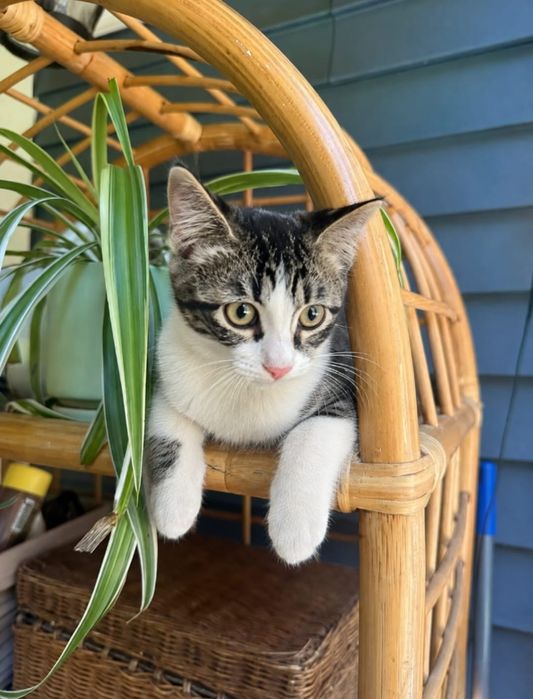 Котята в добрые руки! 3-4 месяца.