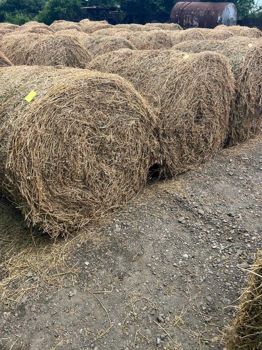 Baloți lucernă, prima coasă
