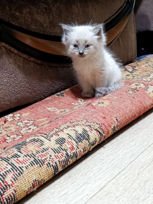 Отдам в добрые руки котят